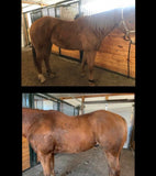 Intro -Nutrients To Die For-Equine