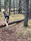 Pet Nutrition & Cleanses with Alignment Series