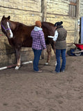 Intro -Nutrients To Die For-Equine