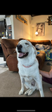 Animal Communication