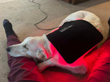 Pet Nutrition & Cleanses with Alignment Series