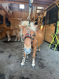 Mastering the Equine Mouth -equine dentistry series