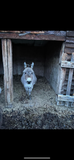 Animal Communication