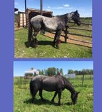 Equine Nutrition and Cleanses
