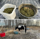 Intro -Nutrients To Die For-Equine