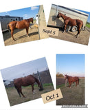 Intro -Nutrients To Die For-Equine