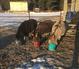 Intro -Nutrients To Die For-Equine
