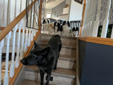 Pet Nutrition & Cleanses with Alignment Series