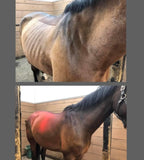 Equine Nutrition and Cleanses