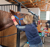 BEYOND EQUINE Dentistry