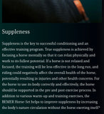 Bemer -Equine