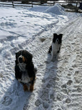 Animal Communication
