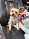 Pet Nutrition and Cleanses