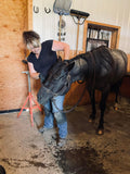 Equine Alignment
