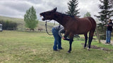 Equine Alignment