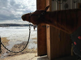 Equine Ozone and pet !