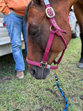 Equine Ozone and pet !