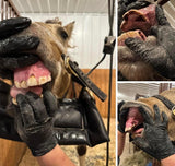 Equine Dentistry