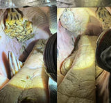 Equine Dentistry