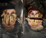 Equine Dentistry
