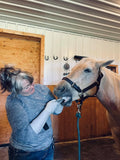 Equine Dentistry